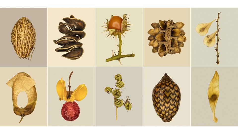 Otvoritev razstave Tilyen Mucik 𝑆𝑒𝑚𝑒𝑛𝑎 / Opening of Tilyen Mucik's exhibition 𝑆𝑒𝑒𝑑𝑠