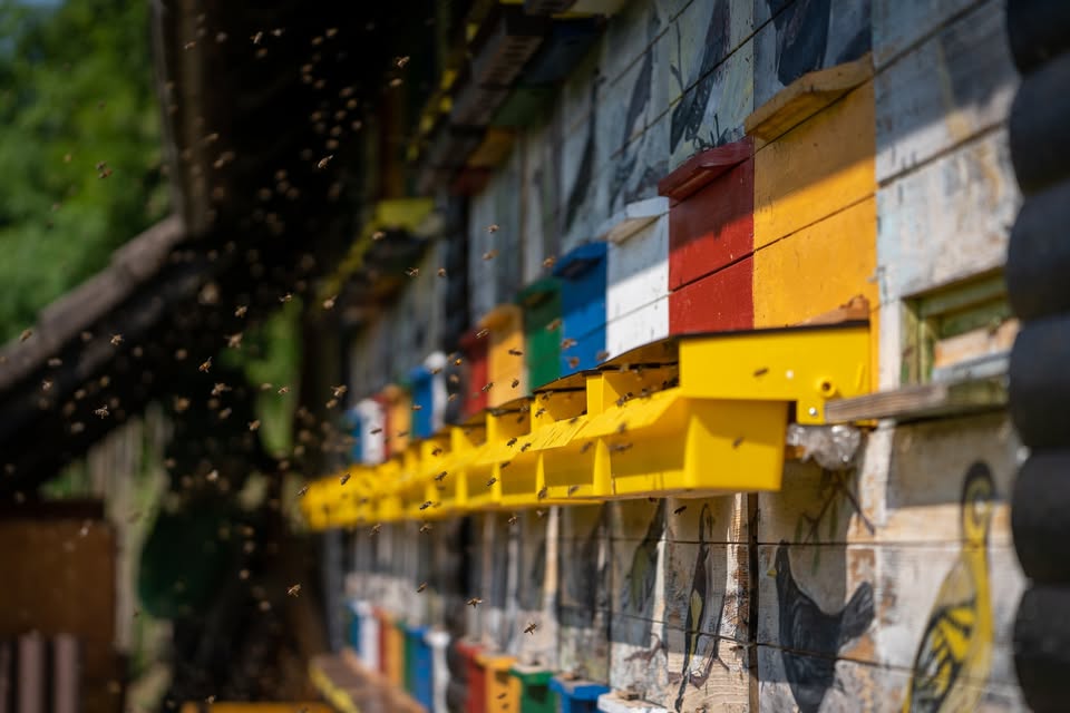 Življenje v panju - velenjska premiera filma Petra Vrčkovnika s pogovorom!