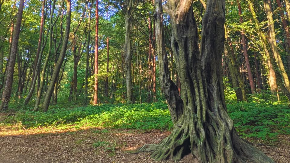 Pravljični sprehod v Betnavskem gozdu