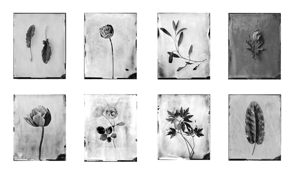 Razstava Srebrni vrt