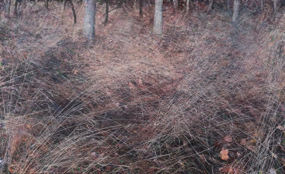 Joni: Bosonogi poklon