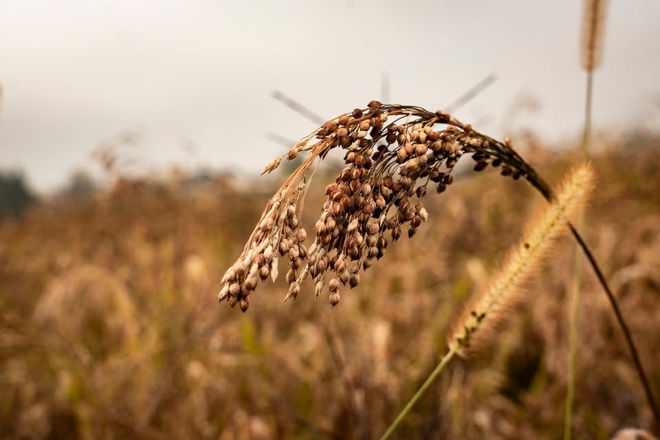 Proso / izkustvena delavnica