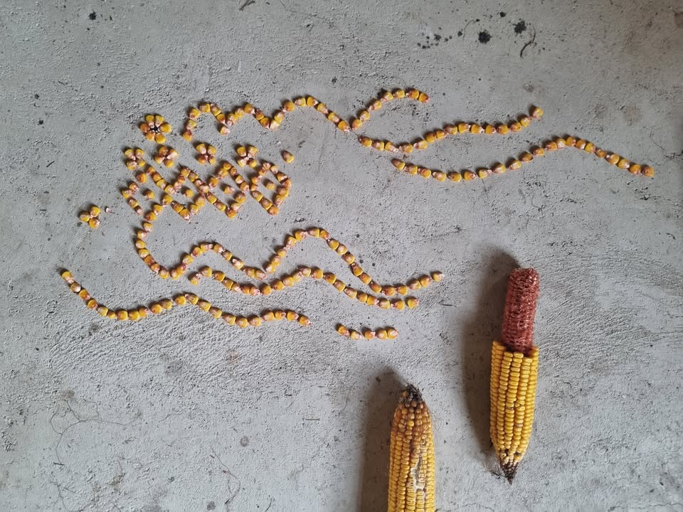 Medgeneracijska delavnica: Ličkanje koruze kot ritual z umetnico Matejo Kavčič