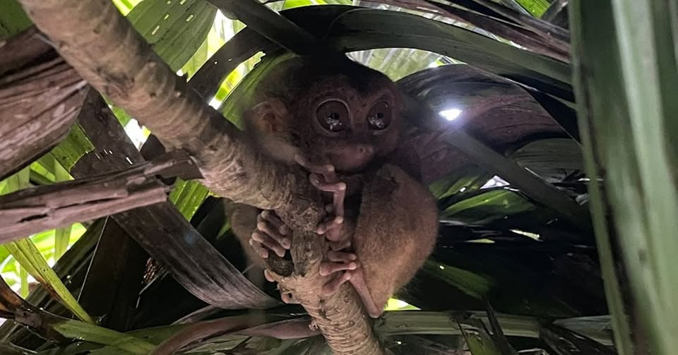 PEKARNAR V AZIJI - Potopis, Niko Šetar