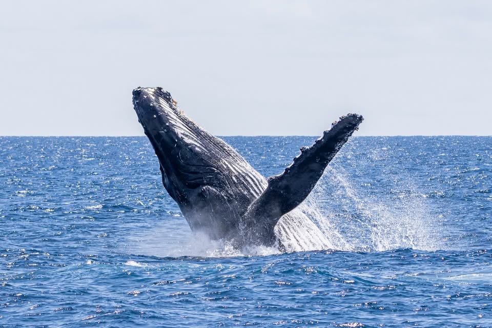 Norma Resnik in Blaž Briški: Ekvador – ujet med Amazonijo, Andi in Galapaškim otočjem