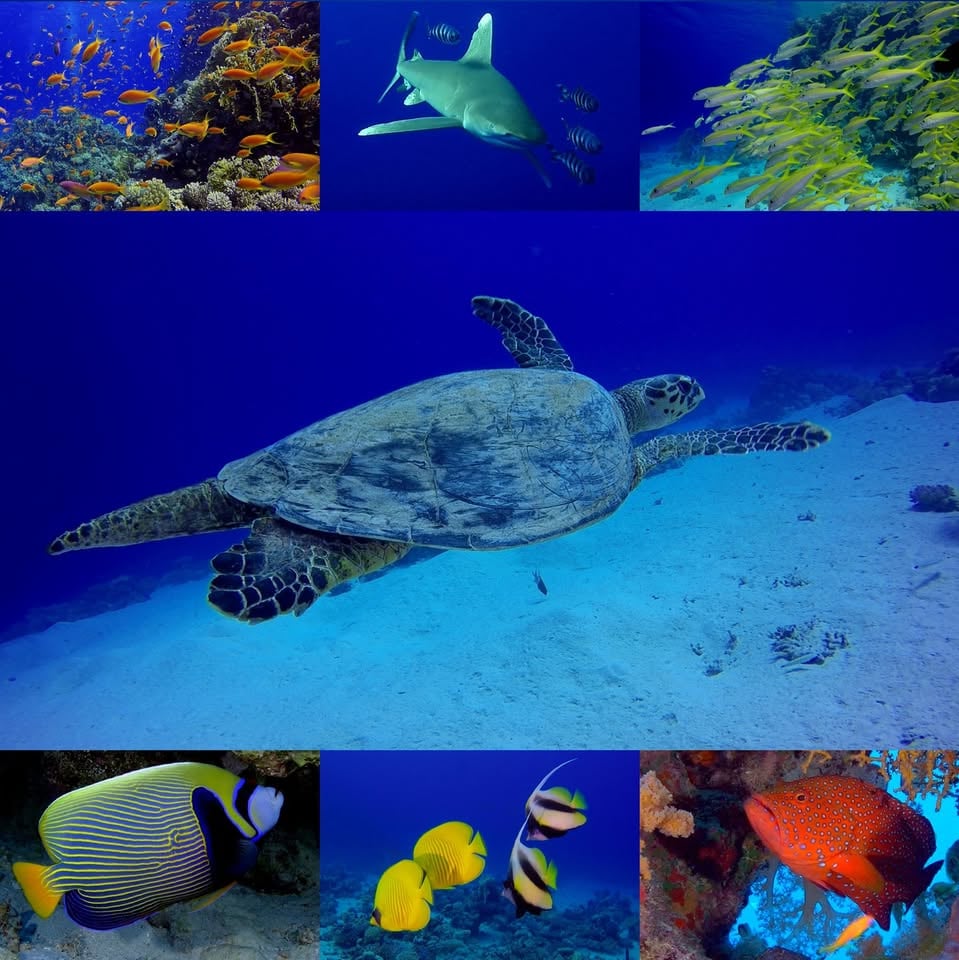 PODVODNO KRALJESTVO V DEŽELI FARAONOV // 19. 11. 2025 // Kulturni dom Izola