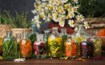 Degustacija zeliščnih pripravkov