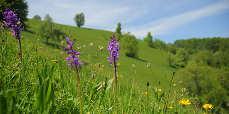 Torkovo srečanje: Suhi travniki