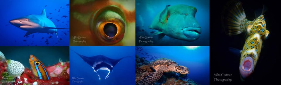 Miha Gutman: Obrazi oceana