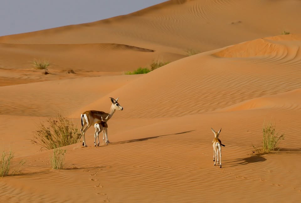 Združeni Arabski Emirati za ljubitelje narave