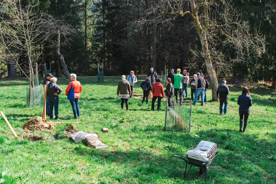 Obrezovanje sadovnjaka ob Prežihovi bajti