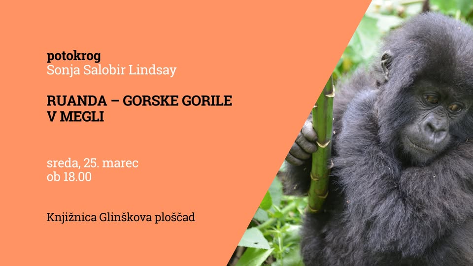 Ruanda - gorske gorile v megli – Sonja Salobir Lindsay