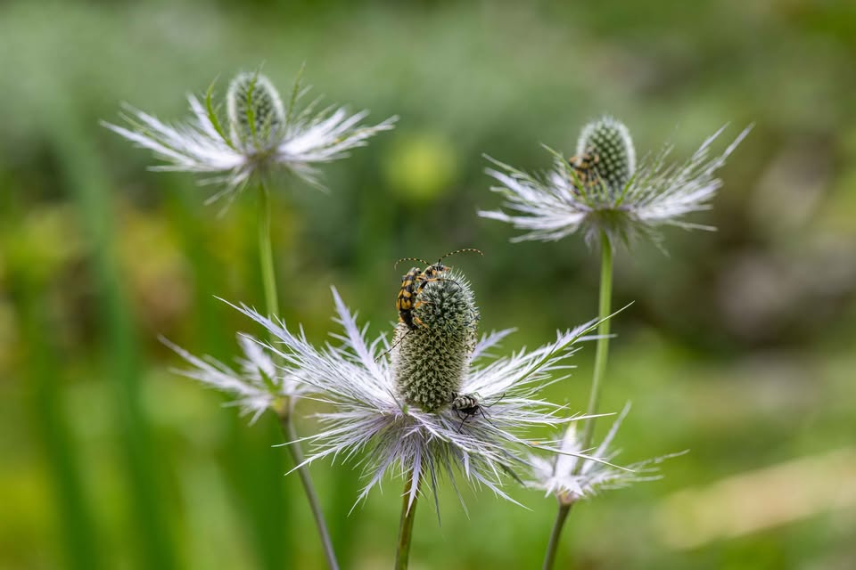 predavanje / Juliana - botanični biser v osrčju Julijskih Alp / Špela Pungaršek