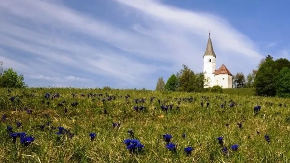Torkovo srečanje: V kraljestvu “encijana in opojne zlatice