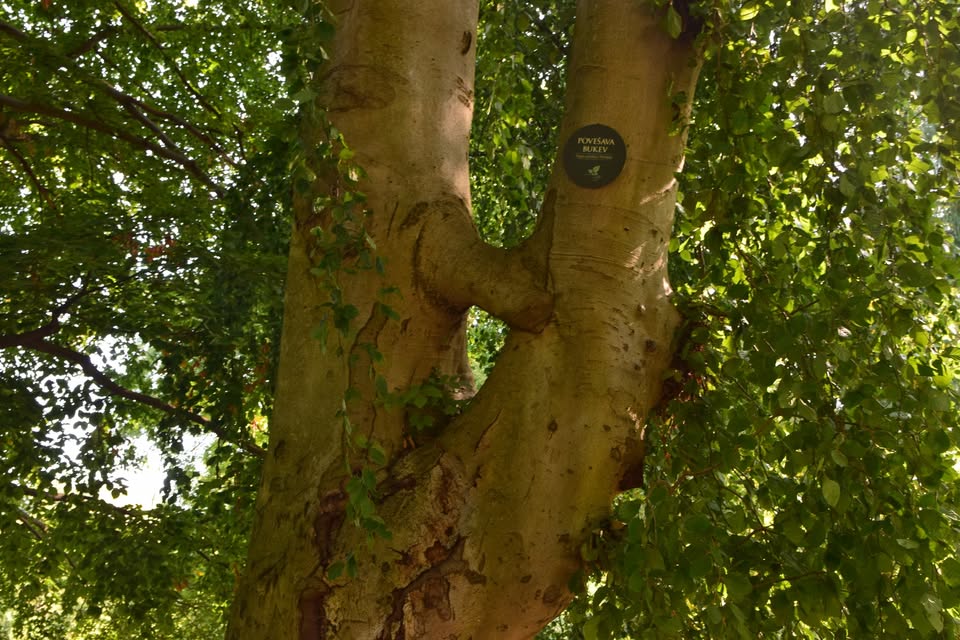 VILINSKA DREVESA V MARIBORSKEM MESTNEM PARKU @ Festival sprehodov 2026