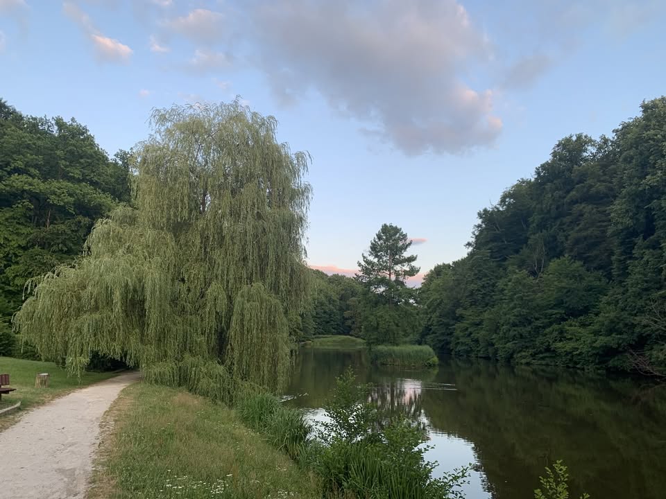 POT PO MEDOVITIH DREVESIH MARIBORA @ Festival sprehodov 2026