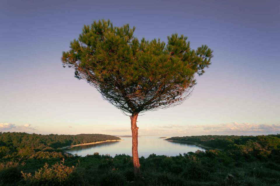 Razstava | Tam, kjer raste čas