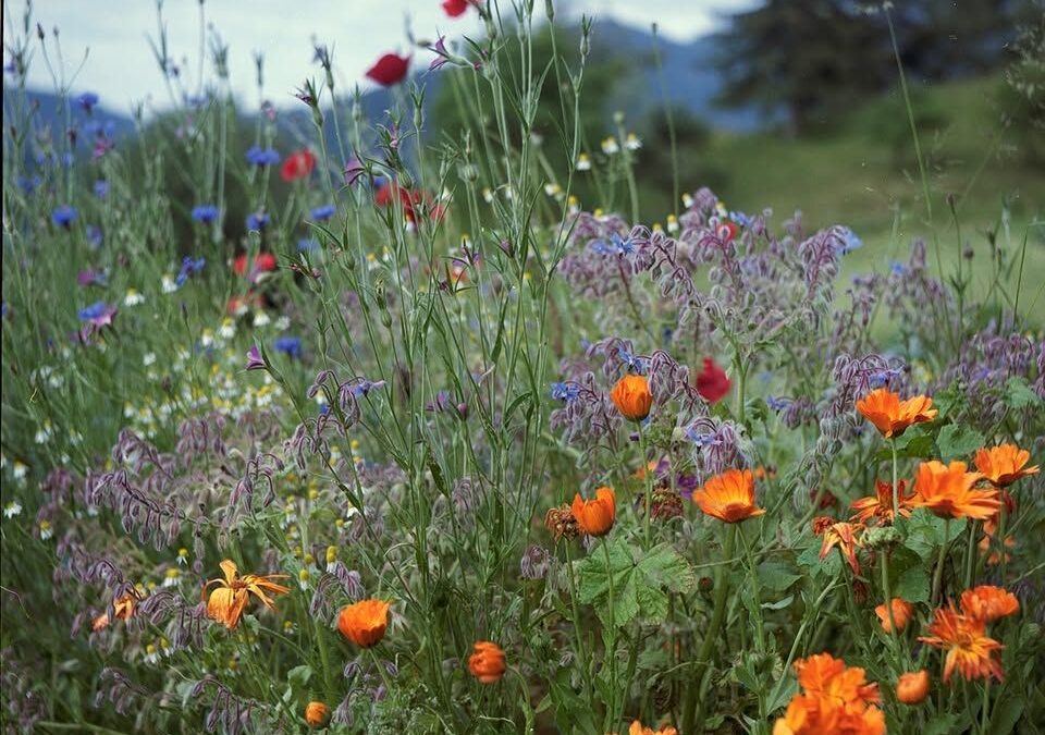 Dan Zemlje na Partizanski