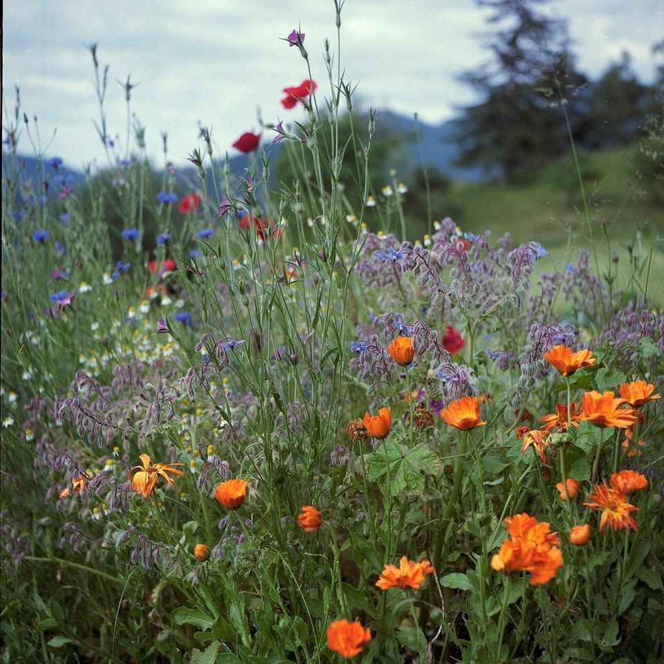 Dan Zemlje na Partizanski