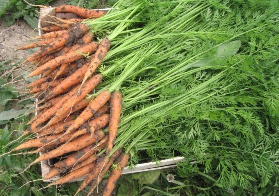 Hranozavest v skupnosti – odločitev, da hrane ne mečemo stran