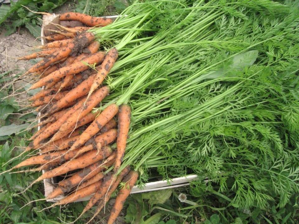 Hranozavest v skupnosti – odločitev, da hrane ne mečemo stran