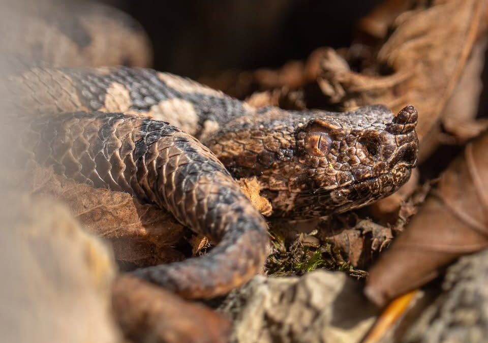 Pripovedke ob peči: Čudežne zgodbe o kačah s Primožem Bizjanom