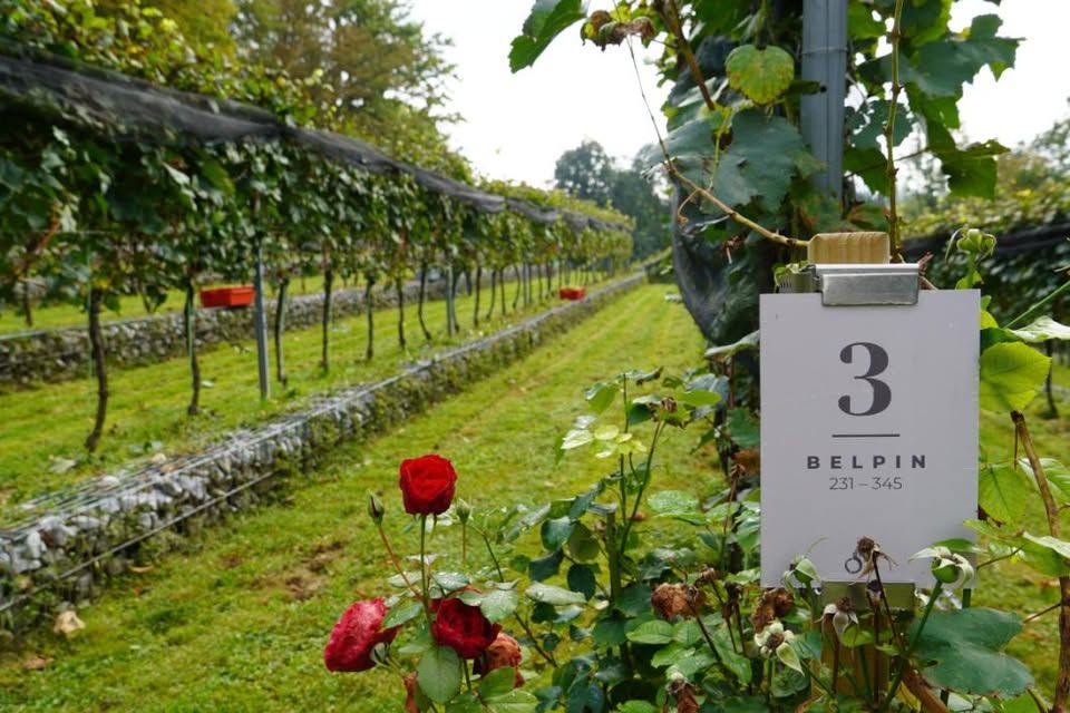 Dan odprtih vrat v Grajskem vinogradu